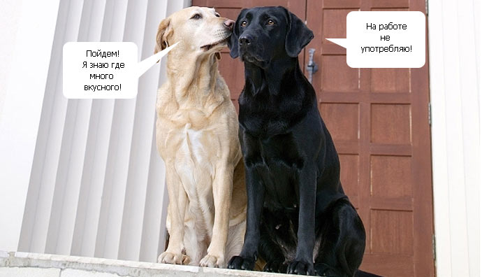 2 собаки: смешной диалог