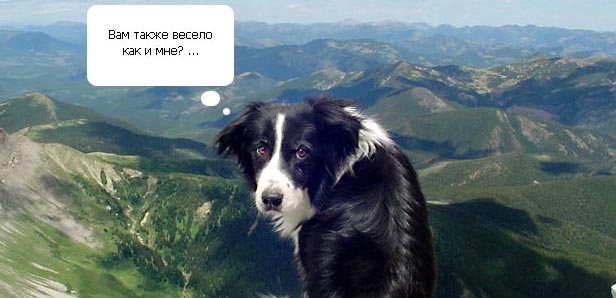 Смешной пес — альпинист